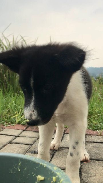 Female Puppies - Mixed Breed Dog