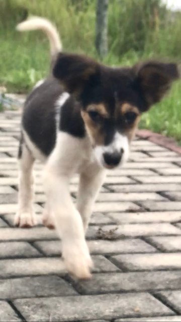 Female Puppies - Mixed Breed Dog