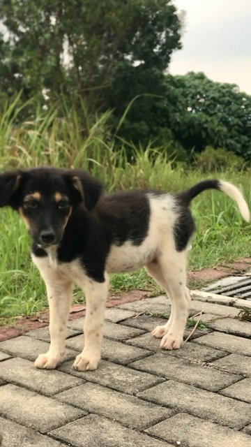 Female Puppies - Mixed Breed Dog