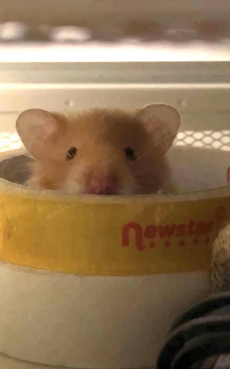 Teh Ais - Syrian / Golden Hamster Hamster