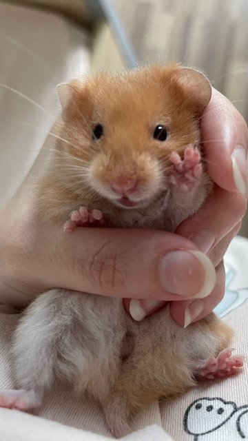 Teh Ais - Syrian / Golden Hamster Hamster