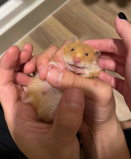 Teh Ais - Syrian / Golden Hamster Hamster