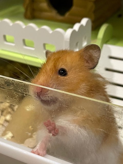 Teh Ais - Syrian / Golden Hamster Hamster