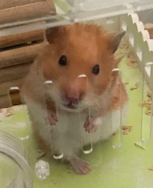 Teh Ais - Syrian / Golden Hamster Hamster