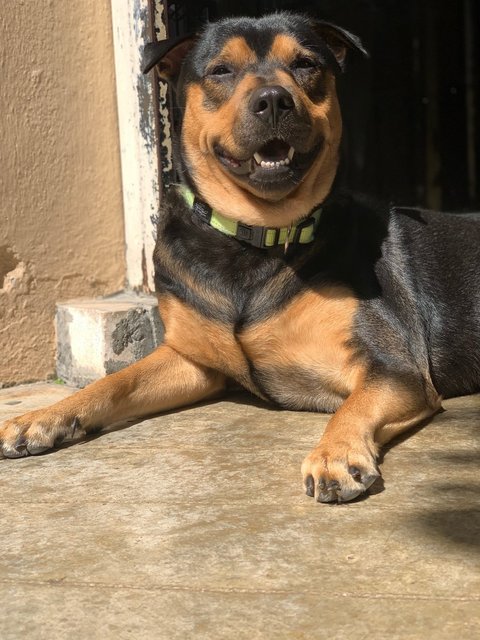 Guruji - Mixed Breed Dog