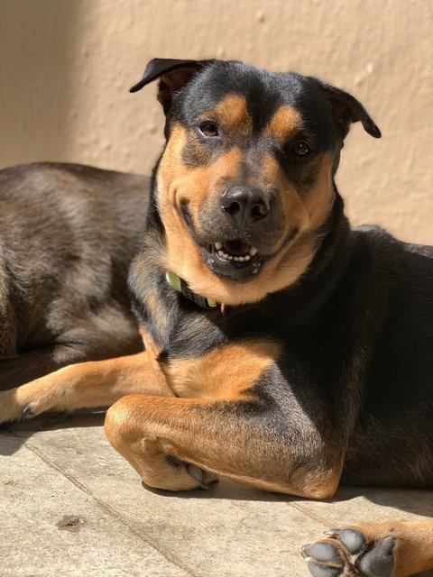 Guruji - Mixed Breed Dog