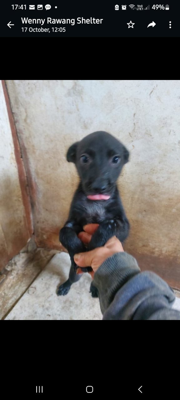 Sandy - Mixed Breed Dog