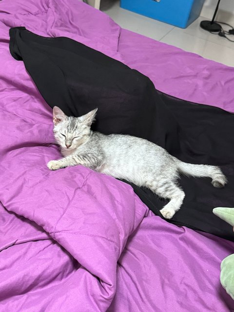 Female Kitten - Domestic Short Hair Cat