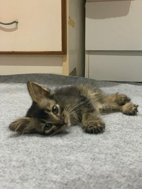 Theo - Domestic Long Hair + Tabby Cat