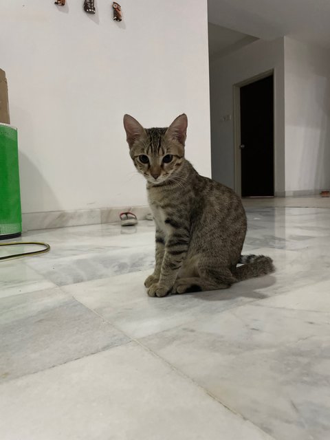 Tyrion - Domestic Short Hair + Tabby Cat