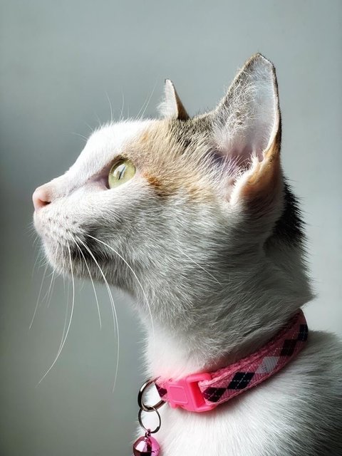 Aphrodite - Domestic Short Hair Cat