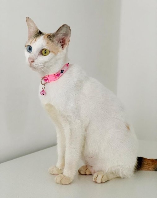 Aphrodite - Domestic Short Hair Cat