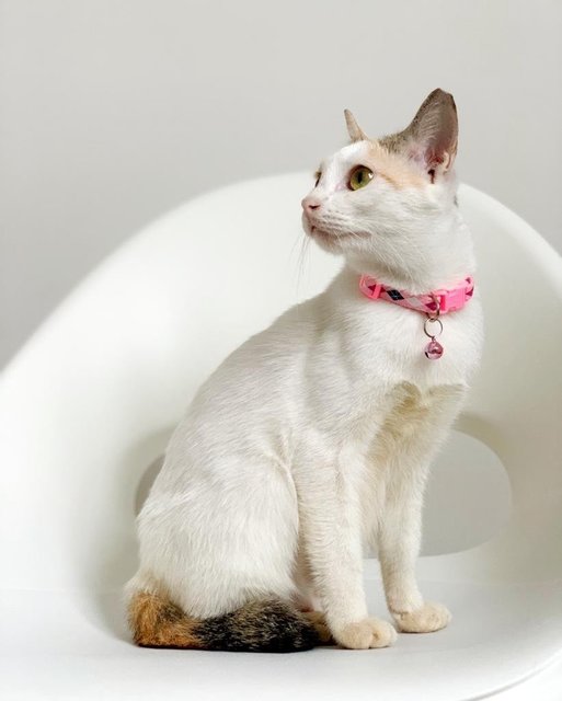 Aphrodite - Domestic Short Hair Cat