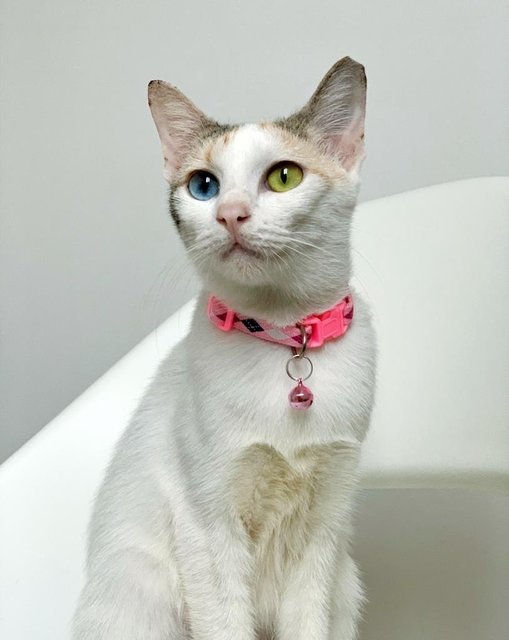 Aphrodite - Domestic Short Hair Cat