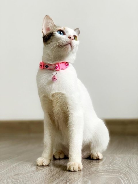 Aphrodite - Domestic Short Hair Cat