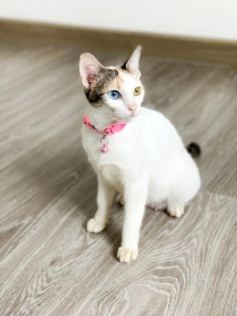 Aphrodite - Domestic Short Hair Cat