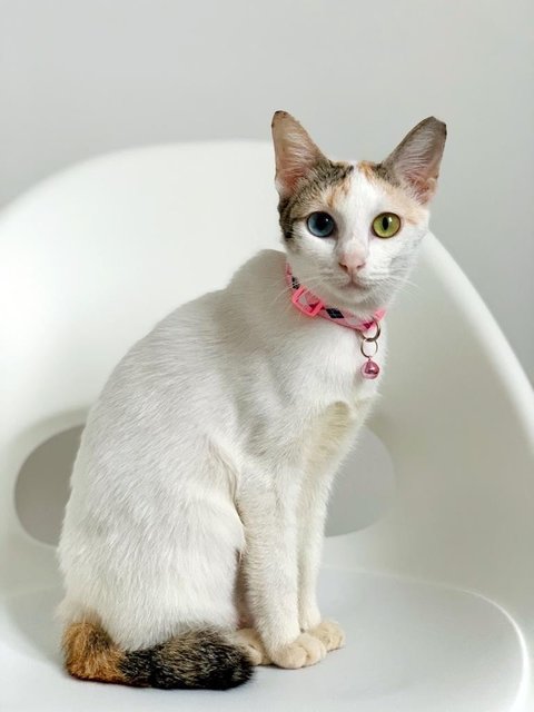 Aphrodite - Domestic Short Hair Cat