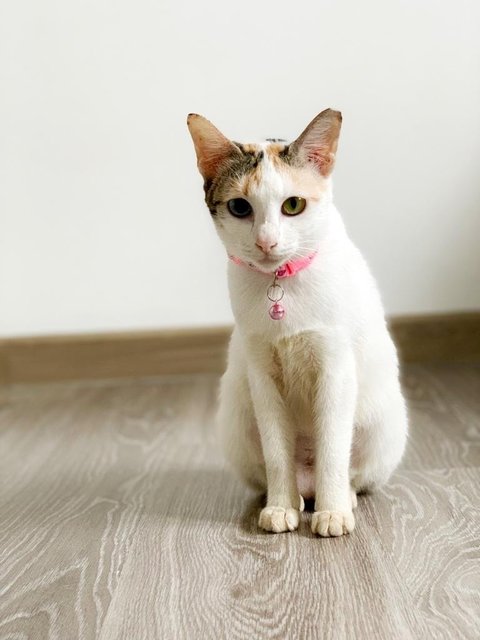 Aphrodite - Domestic Short Hair Cat