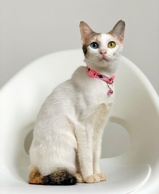 Aphrodite - Domestic Short Hair Cat