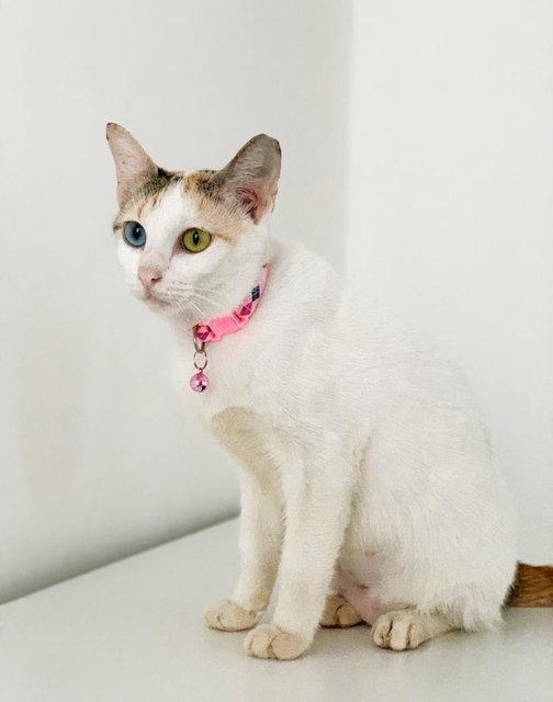 Aphrodite - Domestic Short Hair Cat