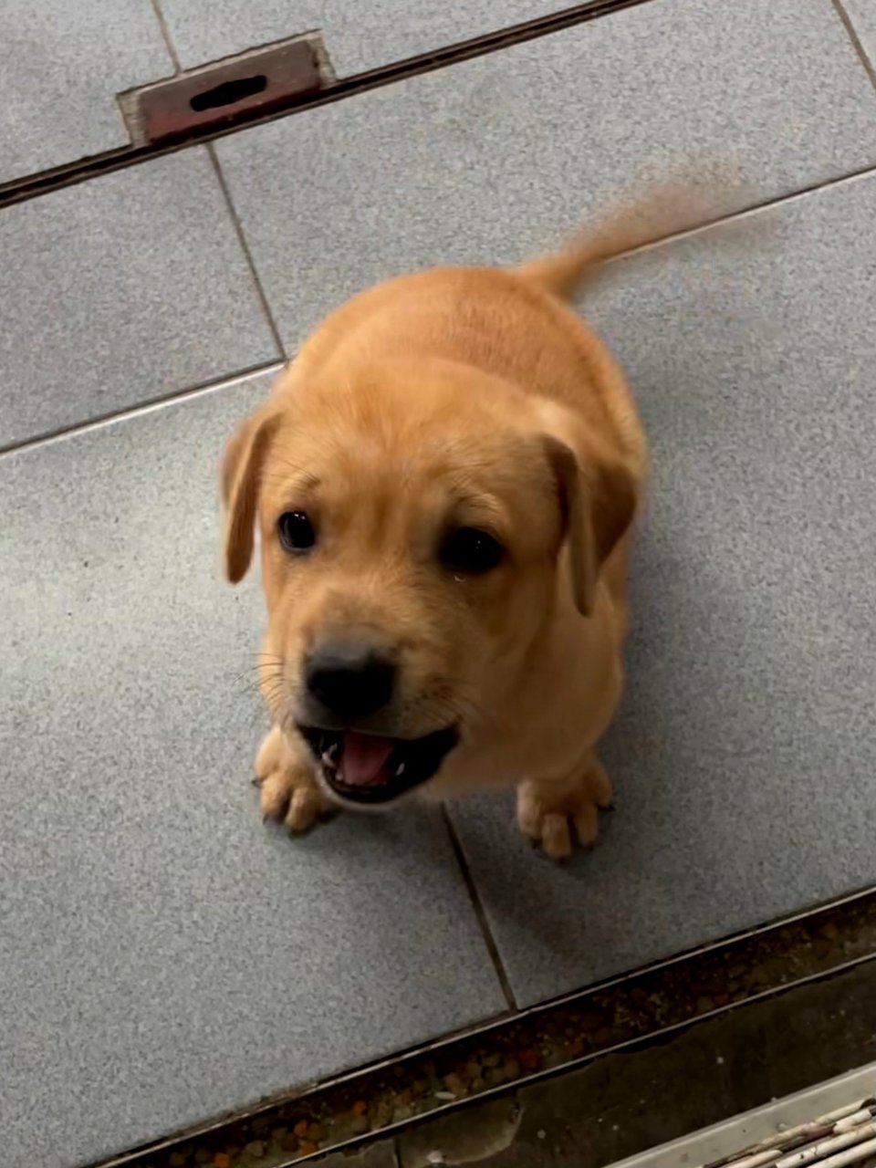 Brownie - Mixed Breed Dog