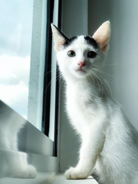 Aaron Kwok - Domestic Short Hair Cat