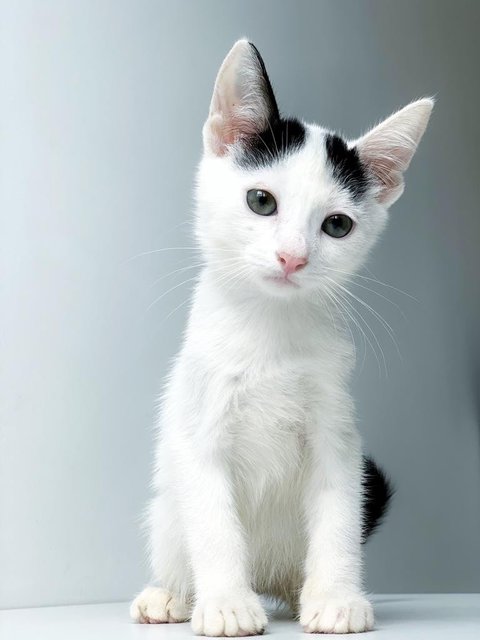 Aaron Kwok - Domestic Short Hair Cat