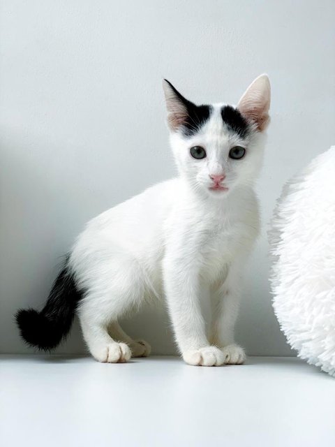 Aaron Kwok - Domestic Short Hair Cat