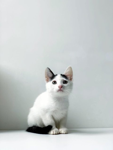 Aaron Kwok - Domestic Short Hair Cat