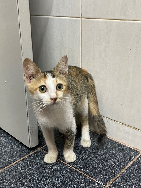 Kittie  - Domestic Short Hair + Calico Cat