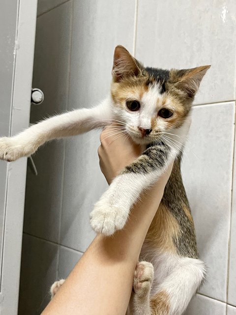 Kittie  - Domestic Short Hair + Calico Cat