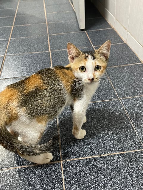 Kittie  - Domestic Short Hair + Calico Cat