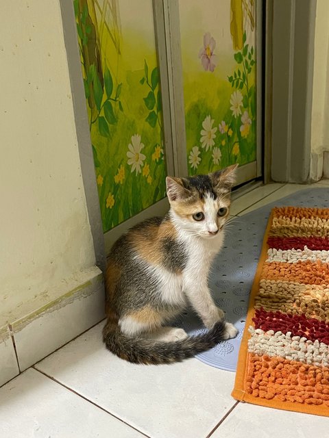 Kittie  - Domestic Short Hair + Calico Cat