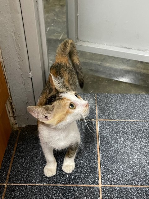 Kittie  - Domestic Short Hair + Calico Cat