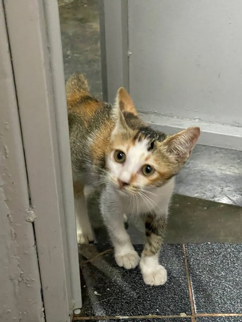 Kittie  - Domestic Short Hair + Calico Cat