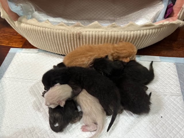 New born kitten. DOB 31August 23