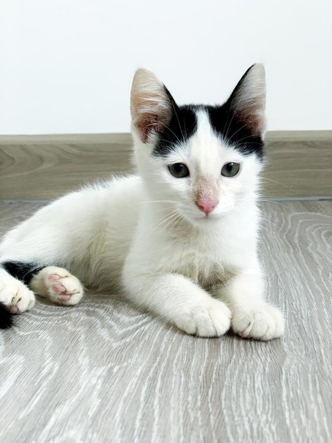 Jacky Cheung - Domestic Short Hair Cat