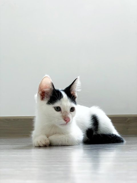 Jacky Cheung - Domestic Short Hair Cat