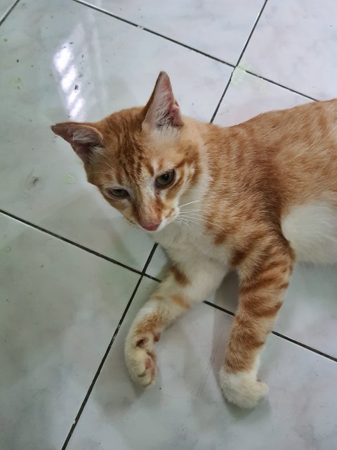 Butter - Domestic Short Hair Cat