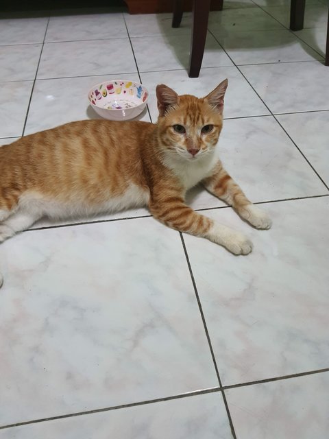 Butter - Domestic Short Hair Cat