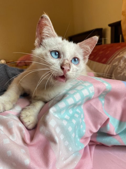 Casper - Domestic Short Hair + Calico Cat