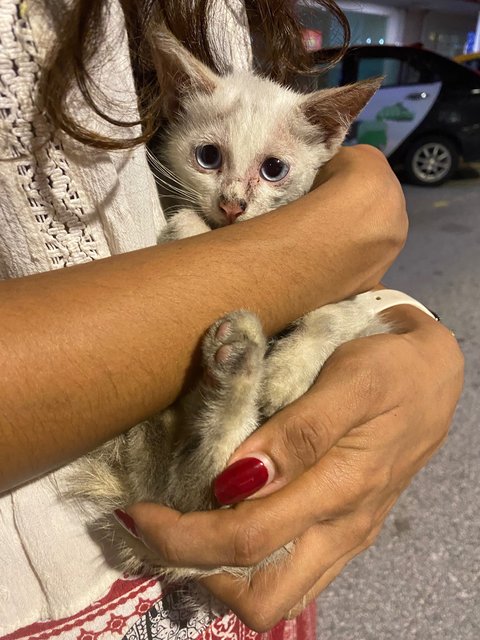 Casper - Domestic Short Hair + Calico Cat