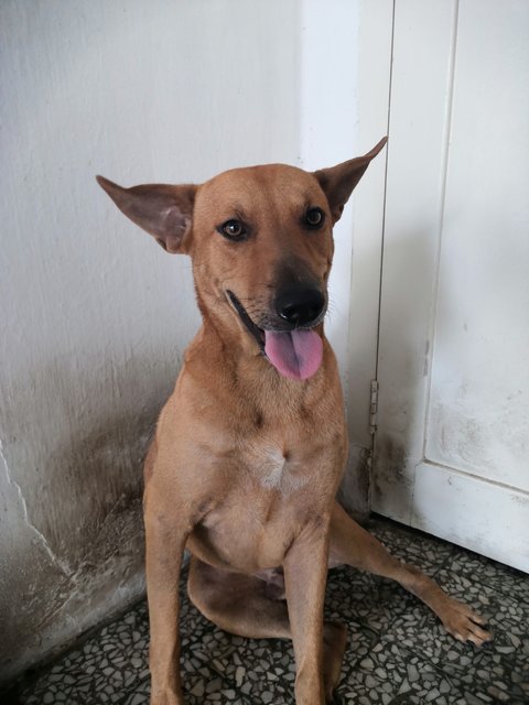 Scooby - Mixed Breed Dog