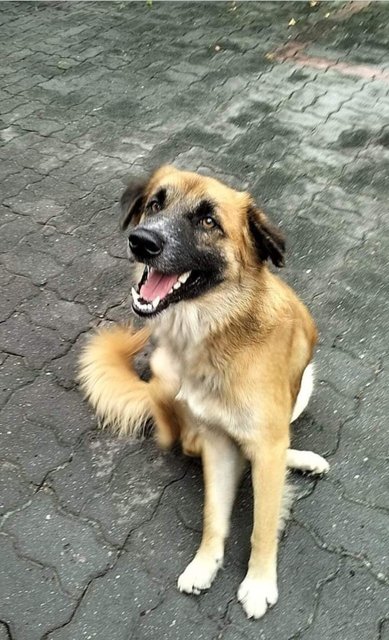 Gemuk - Mixed Breed Dog