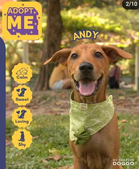 Andy - Mixed Breed Dog