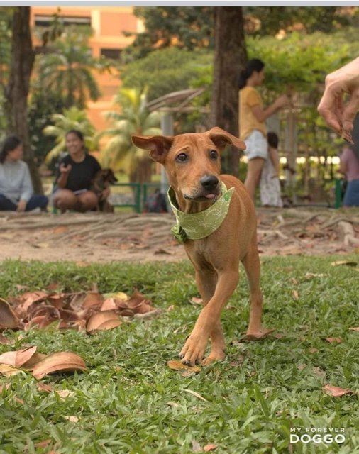 Andy - Mixed Breed Dog