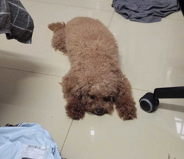 Choco - Poodle Dog