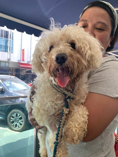 Lucky Boy  - Poodle Dog