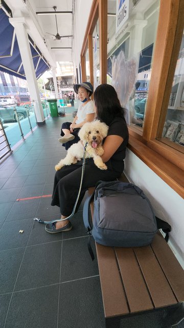 Lucky Boy  - Poodle Dog