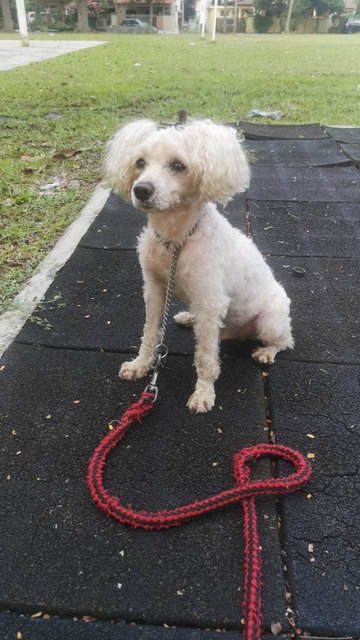 Lucky Boy  - Poodle Dog